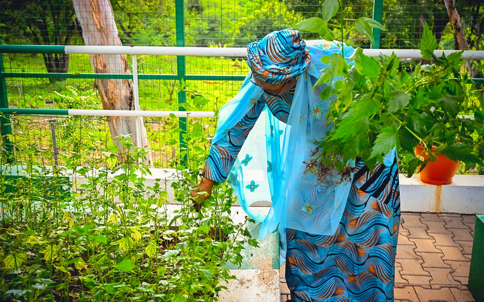 First Lady Senator Oluremi Tinubu, CON, wearing a blue patterned outfit and head wrap, tending to plants in a garden.